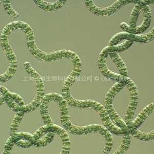 螺旋藻（GY-D18 Spirulina sp.）