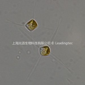 纖細角毛藻( GY-H29 Chaetoceros gracilis/ceratosporus)