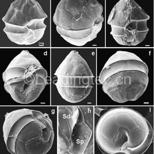 代爾五隔藻(GY-H47 Pentapharsodinium dalei)