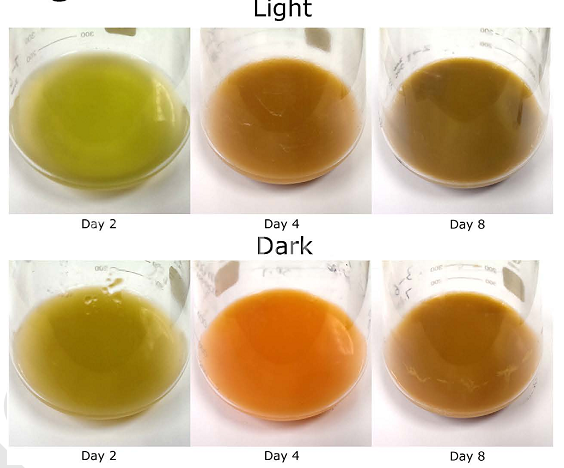 在光照及非光照情況下第2、4和8天小球藻培養(yǎng)液的顏色變化圖