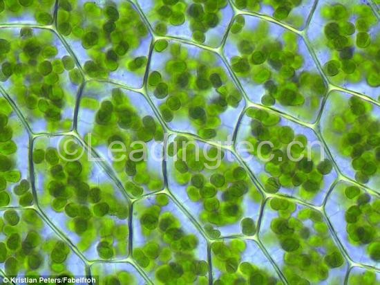 植物細(xì)胞中的葉綠體。綠葉海天牛可以將葉綠體整合到自己消化系統(tǒng)的細(xì)胞之中。