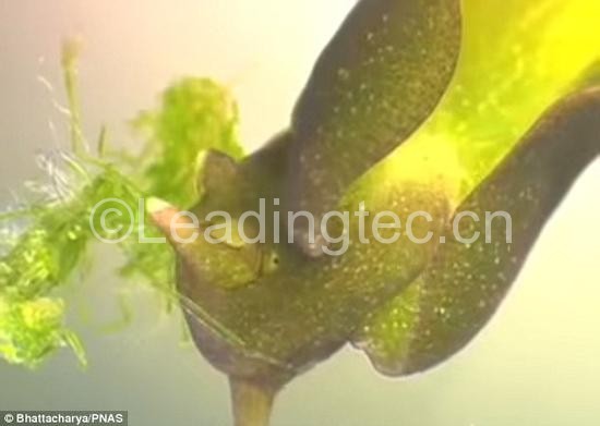 通過攝食藻類，綠葉海天牛盜取了藻類細(xì)胞中的葉綠體。