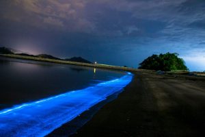 圖5.夜光蟲形成的藻華在夜間如夢如幻（2015年5月8日，日本福井縣）