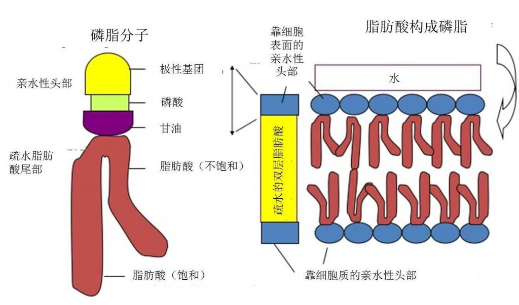 圖6.細(xì)胞膜磷脂雙分子層結(jié)構(gòu)示意圖。一個甘油、兩個脂肪酸（飽和/不飽和）和一個磷酸構(gòu)成一個磷脂分子，磷酸頭朝外，脂肪酸尾朝內(nèi)，尾尾相對組成雙層。（如果脂肪酸都是飽和的，細(xì)胞膜無法形成，如果飽和的脂肪酸少了，就跟豬油一樣凝結(jié)了?。。。。? width=