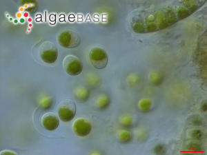小球藻，Chlorella vulgaris Beyerinck ?(Algaebase:5688)