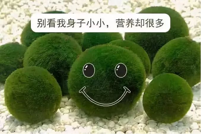 藻類可以吃嗎？吃藻類食品有什么好處？