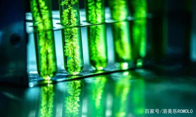 同是Omega-3來源，微藻可否替代魚類？
