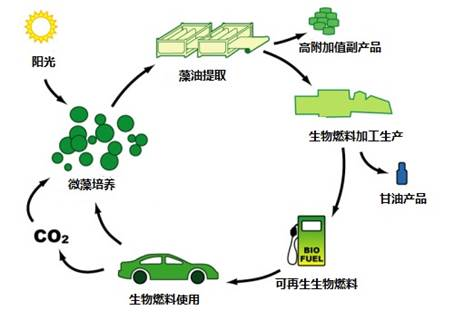 微藻降碳