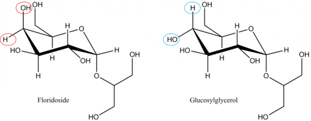 佛羅里達苷/甘油半乳糖苷（2-O-α-D-galactopyranosylglycerol）和甘油葡萄糖苷（2-O-α-D-glucopyranosylglycerol），注意佛羅里達苷與甘油葡萄糖苷在分子構(gòu)象上的差異，佛羅里達苷是紅藻光合作用的主要產(chǎn)物，佛羅里達苷是紅藻為動態(tài)碳庫，在同化為多糖分子（淀粉/糖原/細胞壁多糖）之前被暫時存儲。