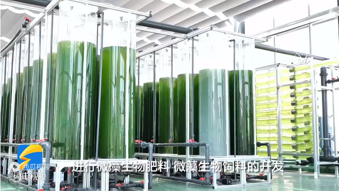 電廠如何用微藻固碳?
