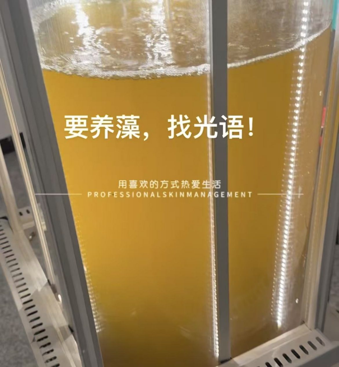 光語柱狀反應(yīng)器培養(yǎng)的三角褐指藻