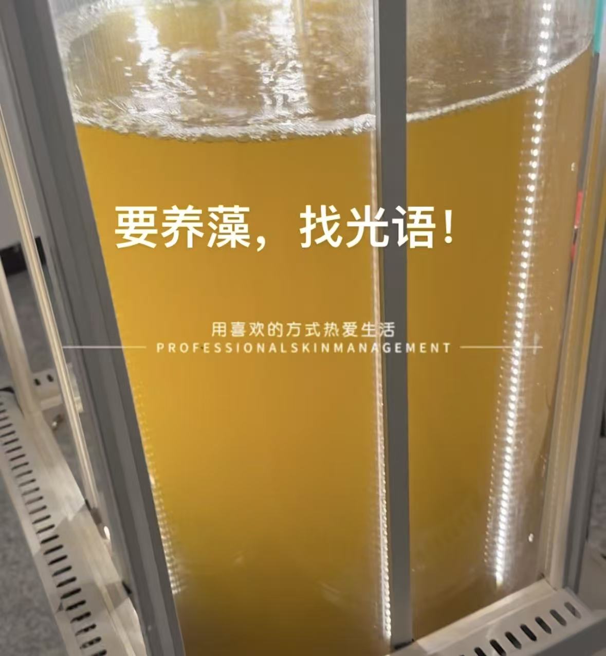 光語柱狀反應(yīng)器培養(yǎng)的三角褐指藻